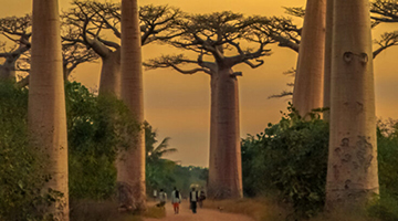art of the baobob tree