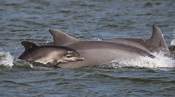 Dolphins in St. Johns River