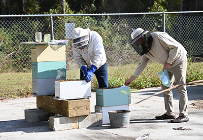 Two beekeepers tending to a hive.
