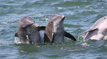 Smiling dolphins in the St Johns River