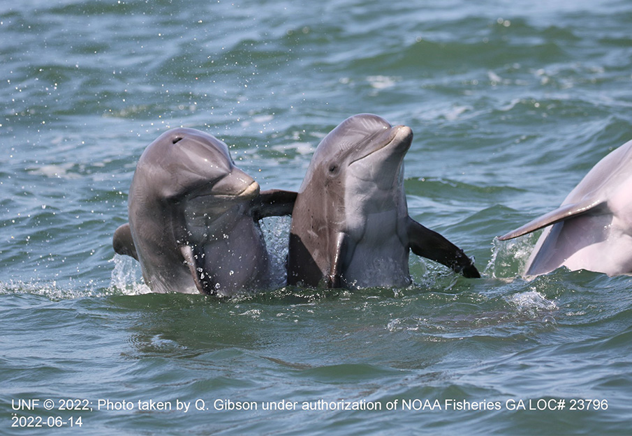 Smiling dolphins in the St Johns River
