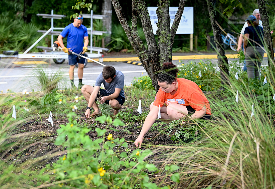 Students planting native plants on campus