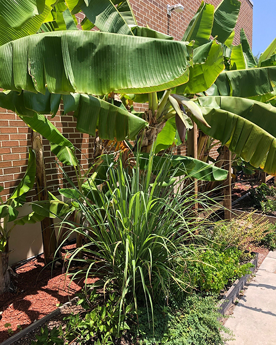 Large banana plant located in the Potager Permaculture Guild