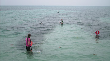 UNF researchers studying seagrass