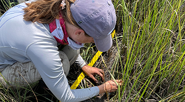 Student researcher measuring grass of a salt marsh - Photo taken by Shannon Brew 