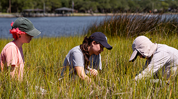 Three researchers digging in grass of a salt marsh - photo taken by Emily Hill