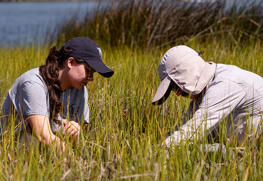 Elizabeth Terwilliger, junior UNF biology student and Dr. Scott Jones conducting research at UNF’s Webb Coastal Research Station. Photo Credit: UNF biology alumna Emily Hill.