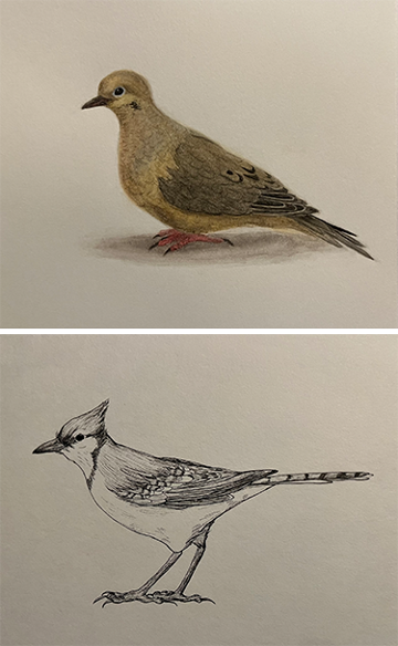 Scientific illustrations of birds by UNF student Katherine Saige