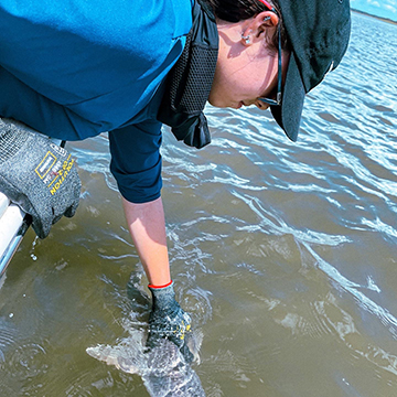 Ashlynn Kemp handling a shark