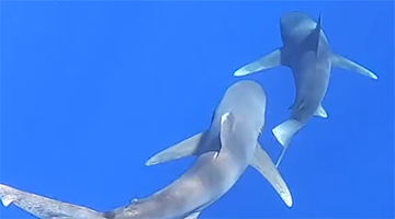 Two sharks swimming around