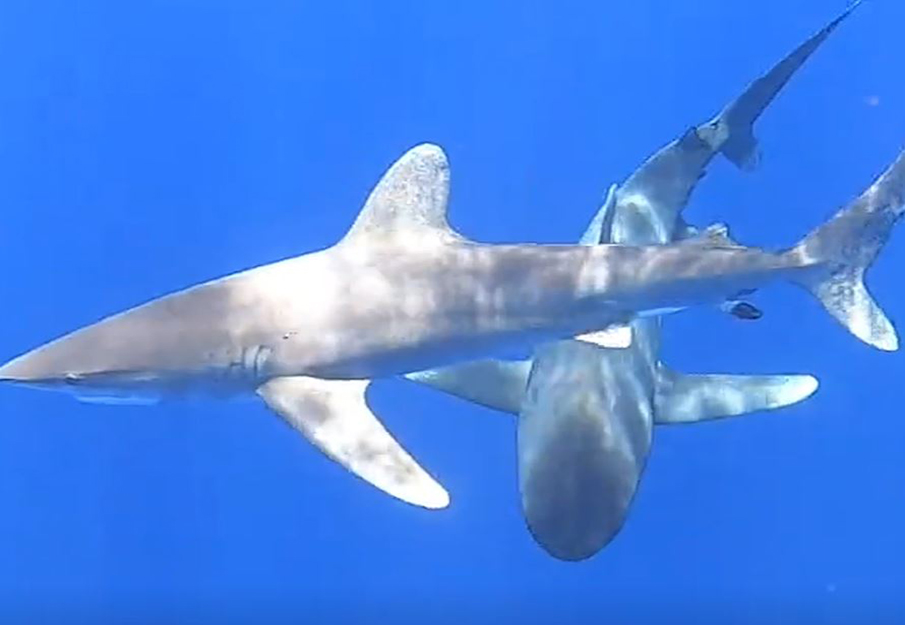 Two sharks swimming around