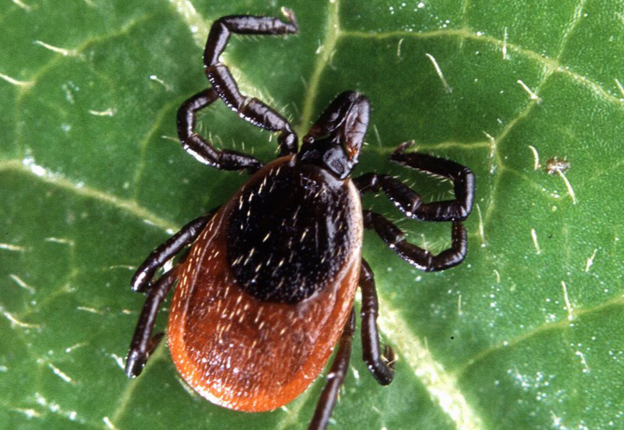 Adult deer tick taken from Wikipedia