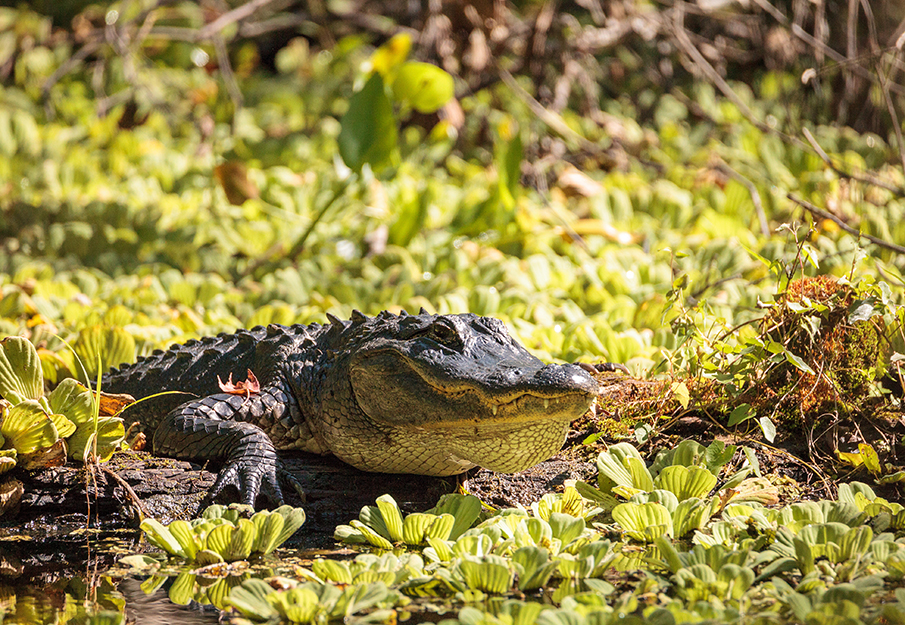 Alligator resting on a log in the water, surrounded by leaves