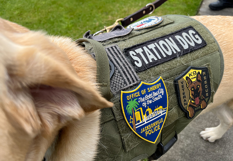 Upclose of station dog vest