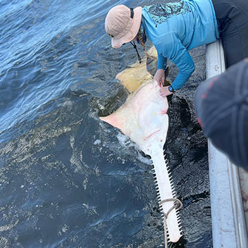 Student tagging a sawfish