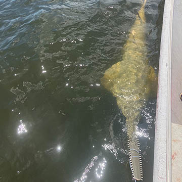Sawfish in the water