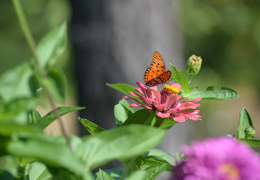 nature flowers butterfly