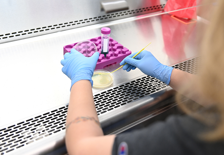 Researching utilizing a petri dish