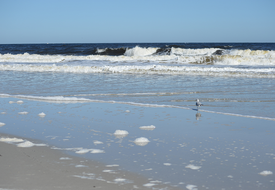 Seagull and waves at sunny Jacksonville Beach