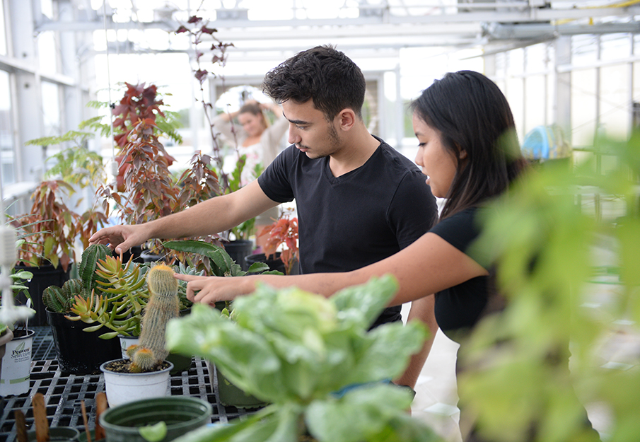 Students tending to plants in a greenhouse