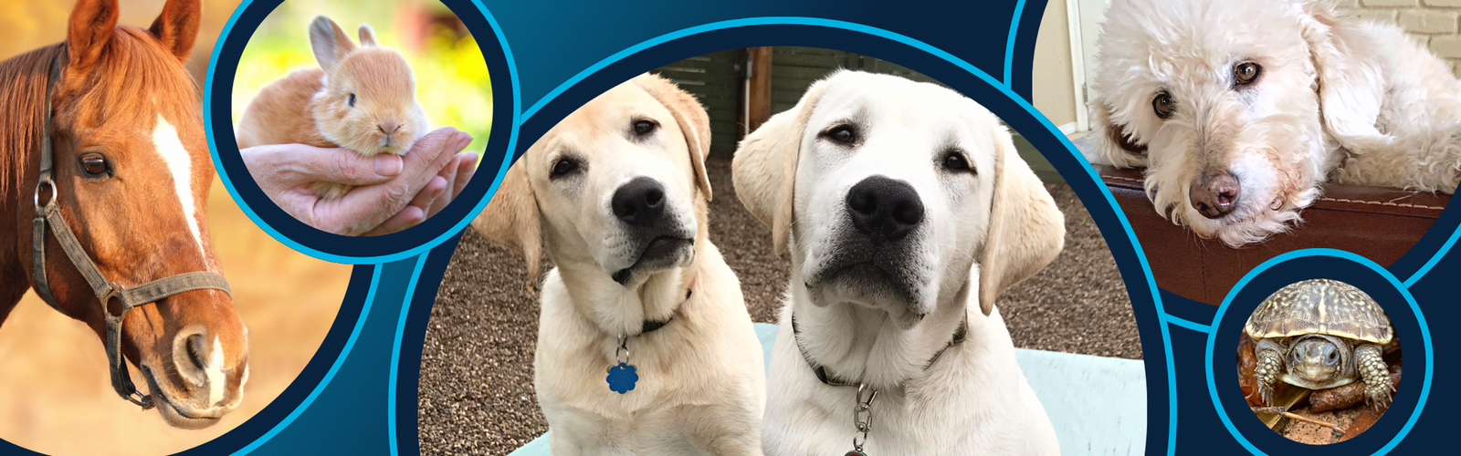 Animals for animal assisted interventions