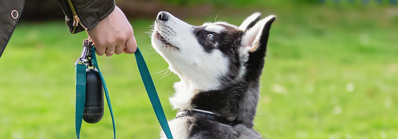 Siberian Husky puppy sits attentively, looking up at a person