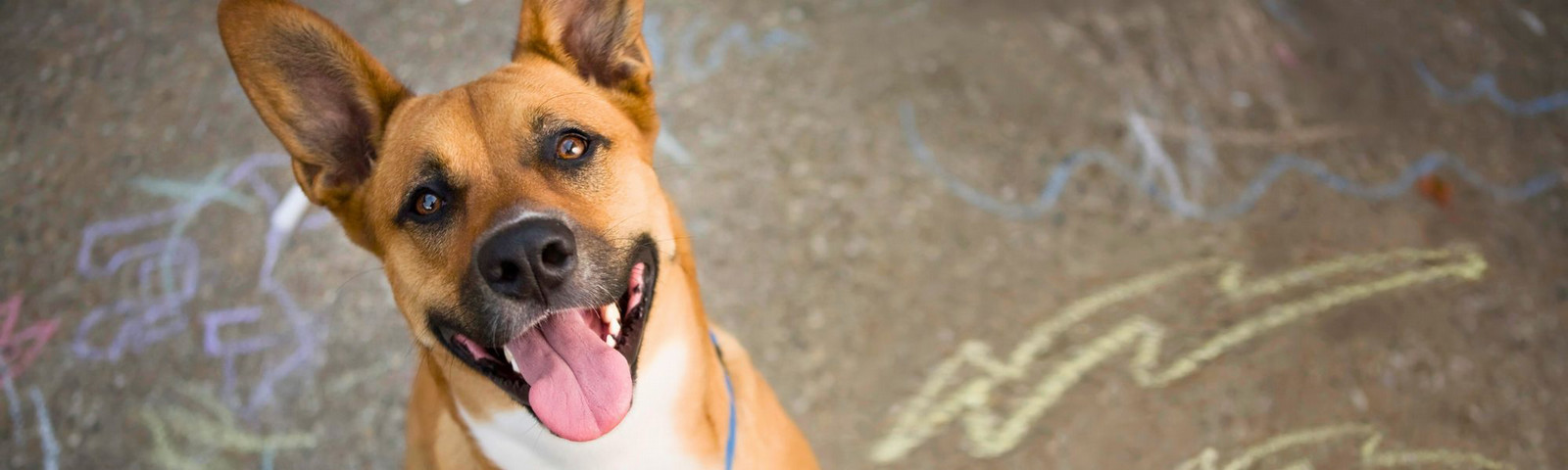 Happy brown dog with large ears and a white chest