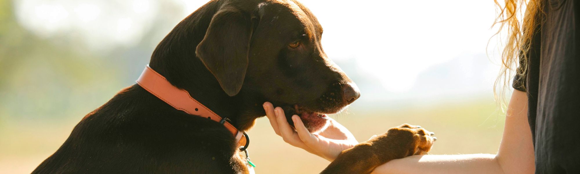 Dog putting his paw on woman's arm