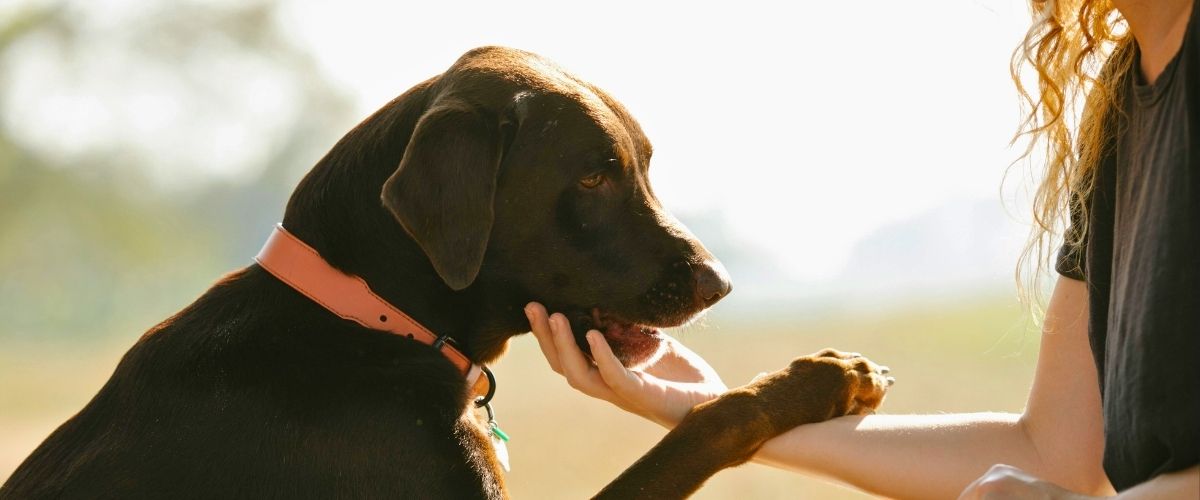 Affectionate dog putting his paw on woman's arm