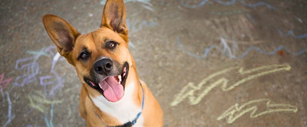 Happy brown dog with large ears and a white chest