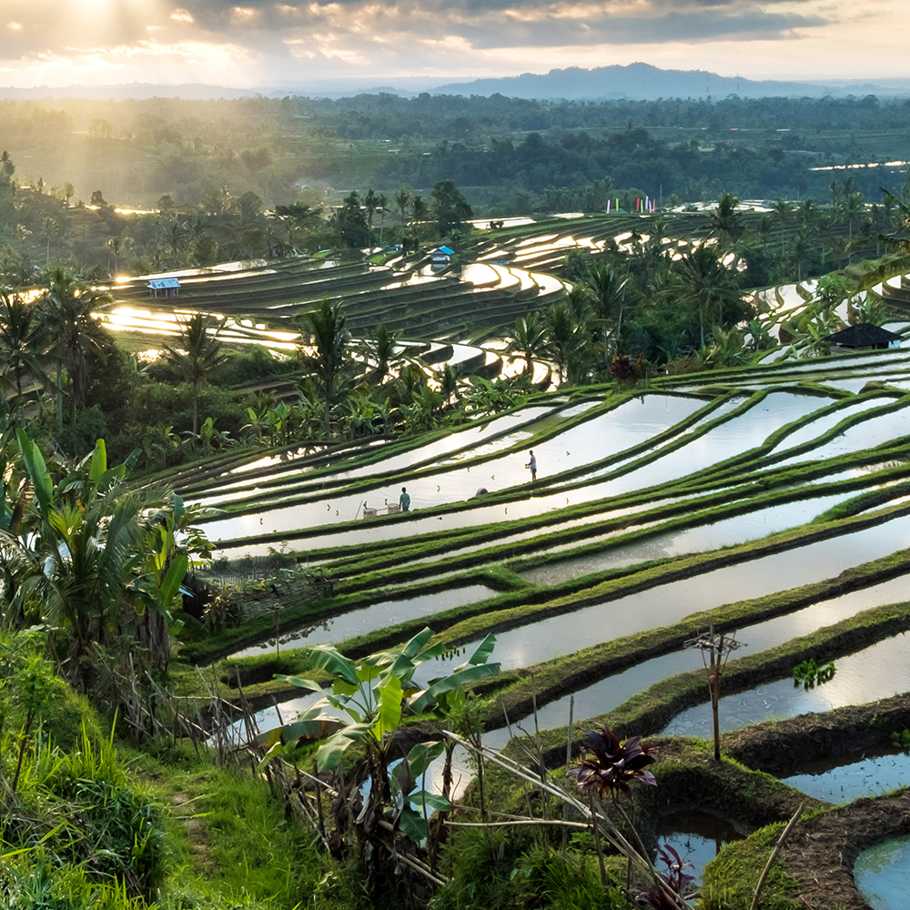 Rice fields in Bali