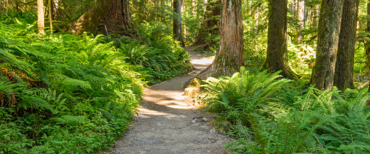 Woodland trails