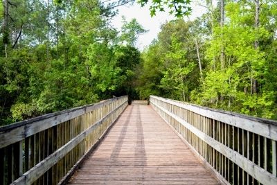 A boardwalk on UNF's campus surrounded by trees