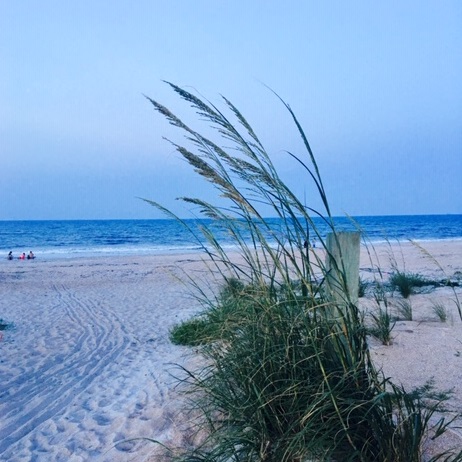 grass at the beach