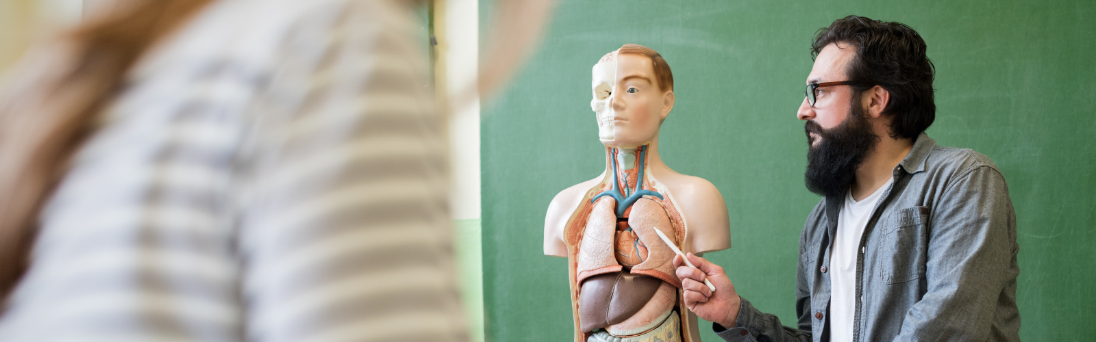A high school Biology teacher points to the lungs on a human anatomy model.