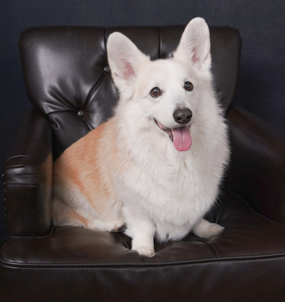 A dog named Hudson sitting in a leather chair with his tonged hanging out
