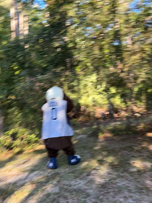 Ozzie spotted looking into the woods