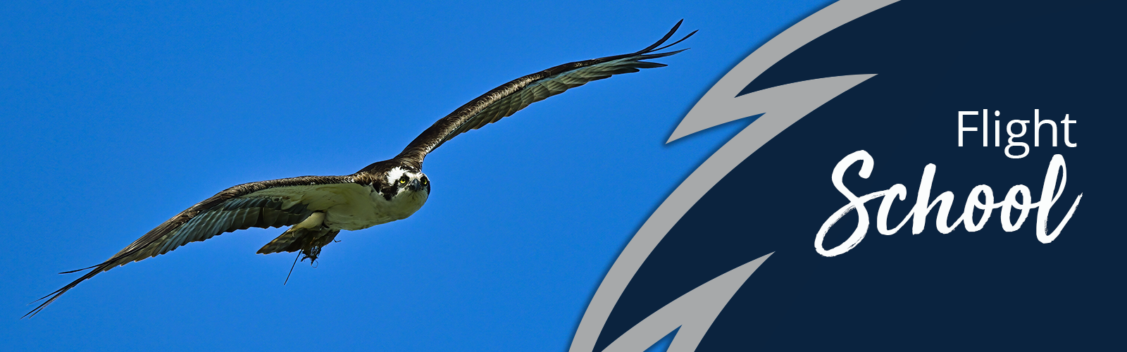 Flight School with a soaring osprey