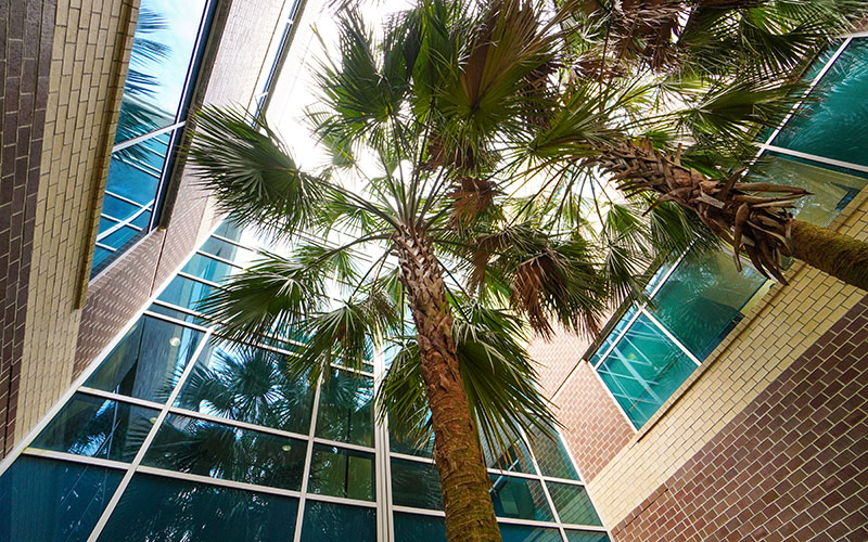 looking up at two palm trees planted around petway hall