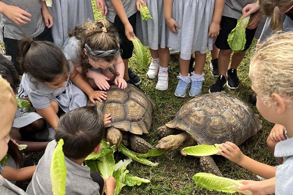 Holy Family students feeding tortoises