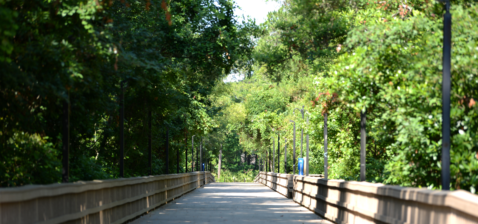 Empty boardwalk on campus surrounded by greenery and trees